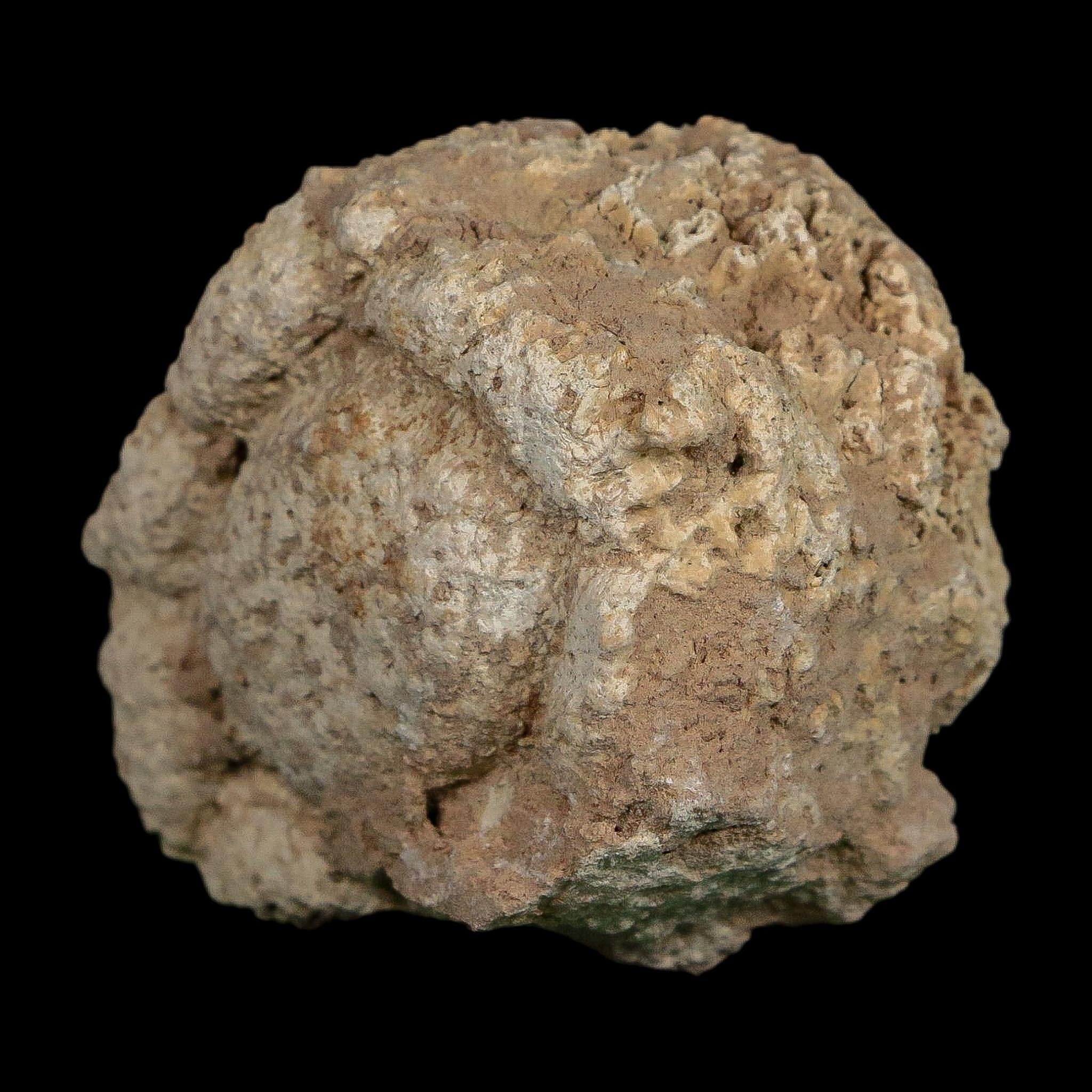 2" Glyptodon Fossil Osteoderm Scute Plate Bony Armor Pleistocene Uruguay COA - Fossil Age Minerals