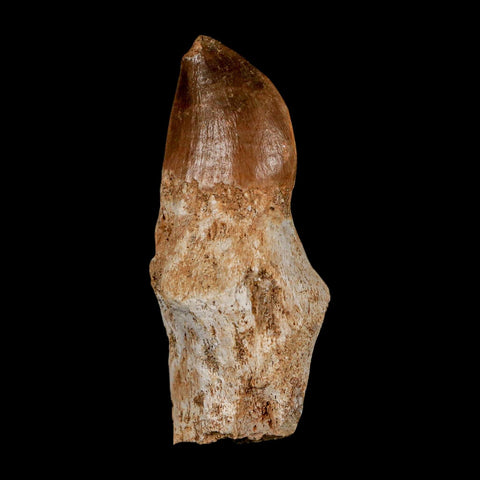 2.3" Mosasaur Prognathodon Anceps Fossil Tooth Rooted Cretaceous Dinosaur Era COA - Fossil Age Minerals