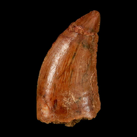 0.8" Abelisaur Serrated Tooth Fossil Cretaceous Age Dinosaur Morocco COA, Display