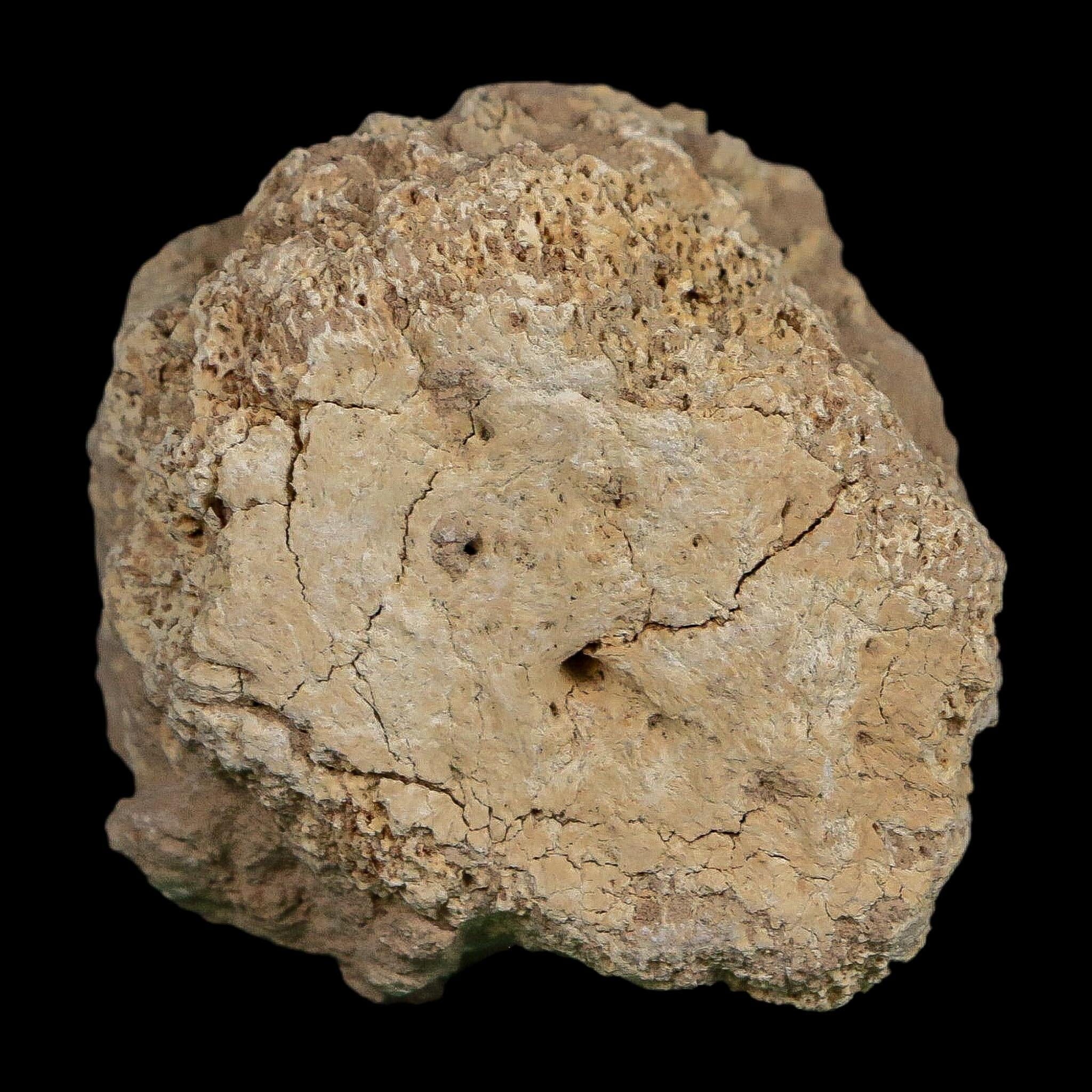 2" Glyptodon Fossil Osteoderm Scute Plate Bony Armor Pleistocene Uruguay COA - Fossil Age Minerals