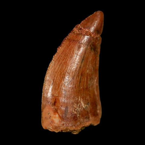 0.8" Abelisaur Serrated Tooth Fossil Cretaceous Age Dinosaur Morocco COA, Display