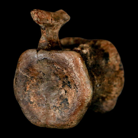 1.5" Brachylophosaurus Fossil Vertebrae Cretaceous Dinosaur Judith River FM MT COA - Fossil Age Minerals