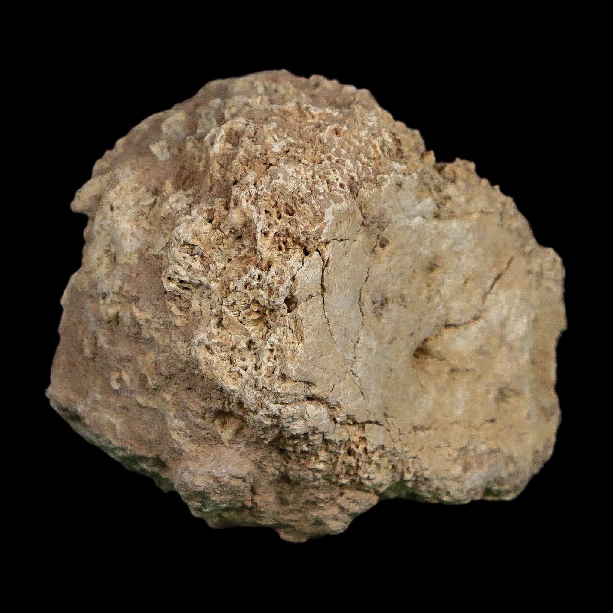2" Glyptodon Fossil Osteoderm Scute Plate Bony Armor Pleistocene Uruguay COA - Fossil Age Minerals