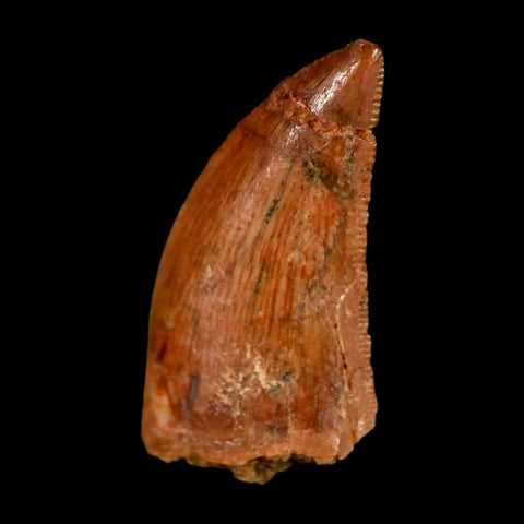 0.8" Abelisaur Serrated Tooth Fossil Cretaceous Age Dinosaur Morocco COA, Display
