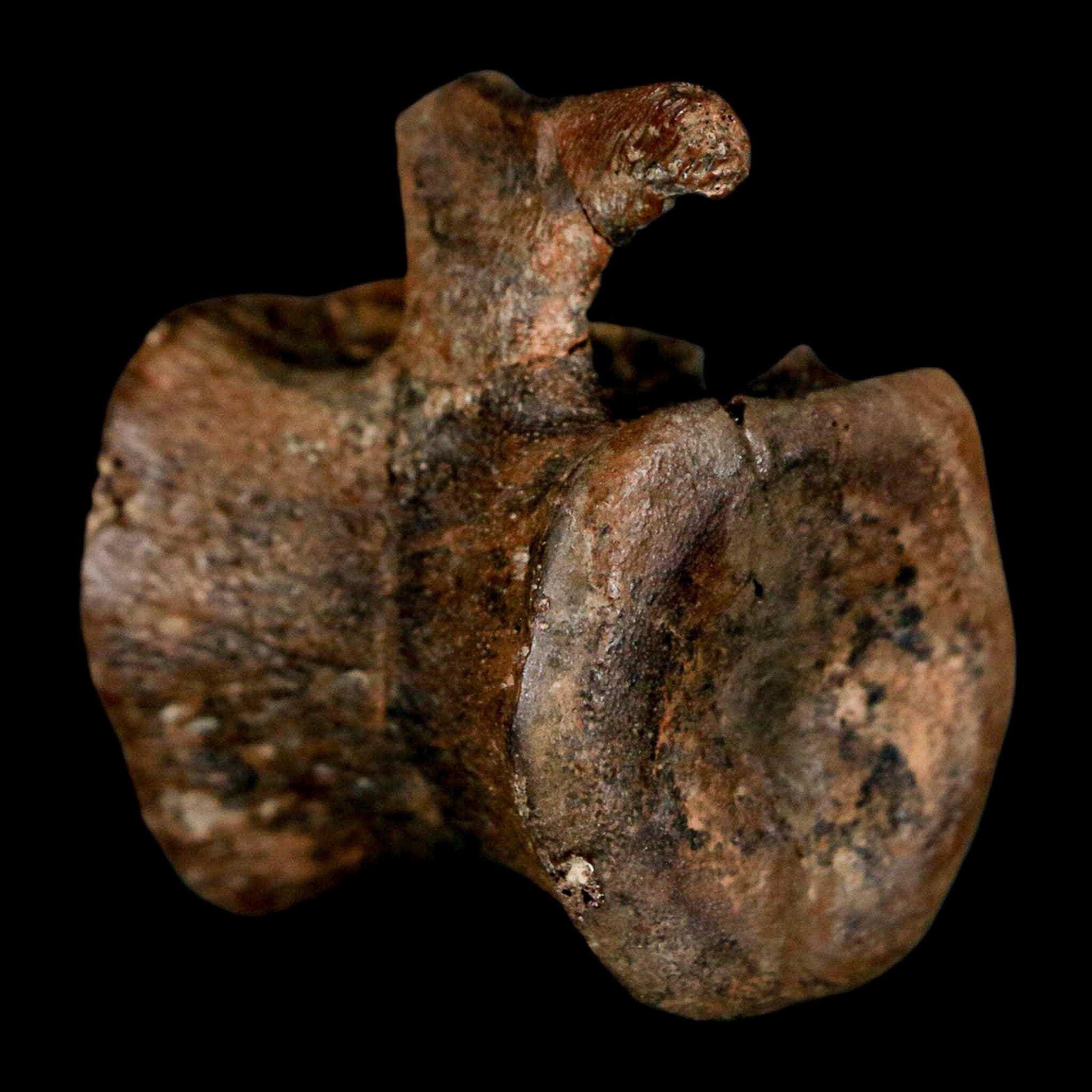 1.5" Brachylophosaurus Fossil Vertebrae Cretaceous Dinosaur Judith River FM MT COA - Fossil Age Minerals
