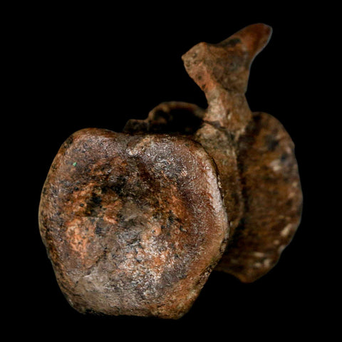 1.5" Brachylophosaurus Fossil Vertebrae Cretaceous Dinosaur Judith River FM MT COA - Fossil Age Minerals