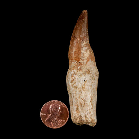 3" Mosasaur Eremiasaurus Fossil Tooth Rooted Cretaceous Dinosaur Era COA