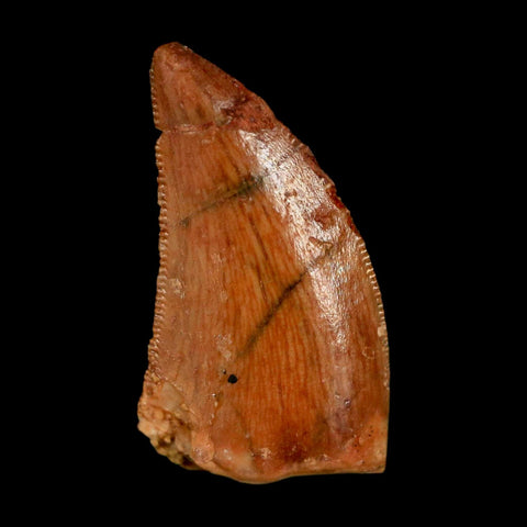 0.8" Abelisaur Serrated Tooth Fossil Cretaceous Age Dinosaur Morocco COA, Display