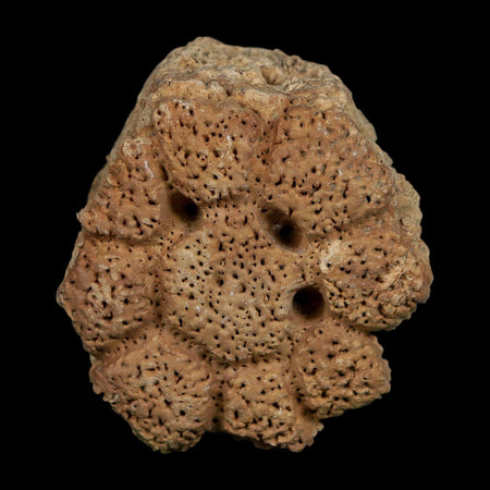 2.3" Glyptodon Fossil Osteoderm Scute Plate Bony Armor Pleistocene Uruguay COA