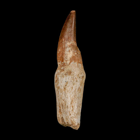 3" Mosasaur Eremiasaurus Fossil Tooth Rooted Cretaceous Dinosaur Era COA