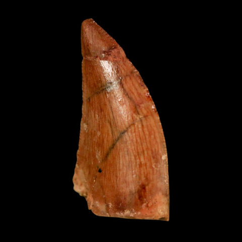 0.8" Abelisaur Serrated Tooth Fossil Cretaceous Age Dinosaur Morocco COA, Display