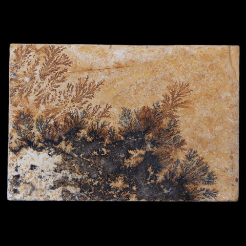 2.5" Pyrolusite Dendritic Sandstone Solnhofen Jurassic Age West Germany - Fossil Age Minerals