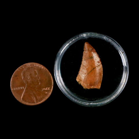 0.8" Abelisaur Serrated Tooth Fossil Cretaceous Age Dinosaur Morocco COA, Display