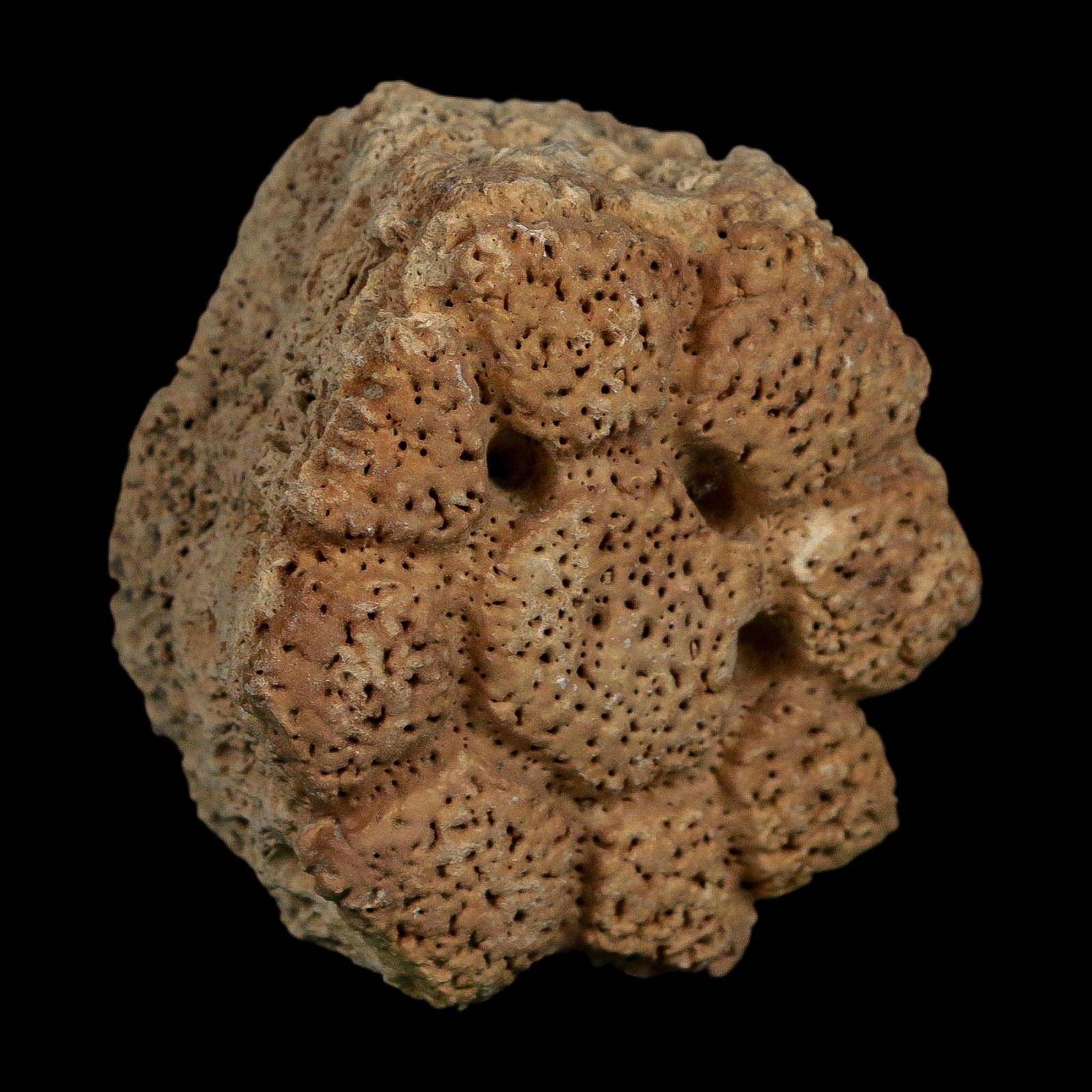 2.3" Glyptodon Fossil Osteoderm Scute Plate Bony Armor Pleistocene Uruguay COA - Fossil Age Minerals