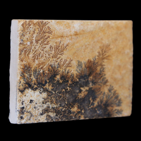 2.5" Pyrolusite Dendritic Sandstone Solnhofen Jurassic Age West Germany - Fossil Age Minerals