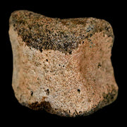 1.1" Hadrosaur Dinosaur Fossil Toe Bone Judith River Formation Montana COA
