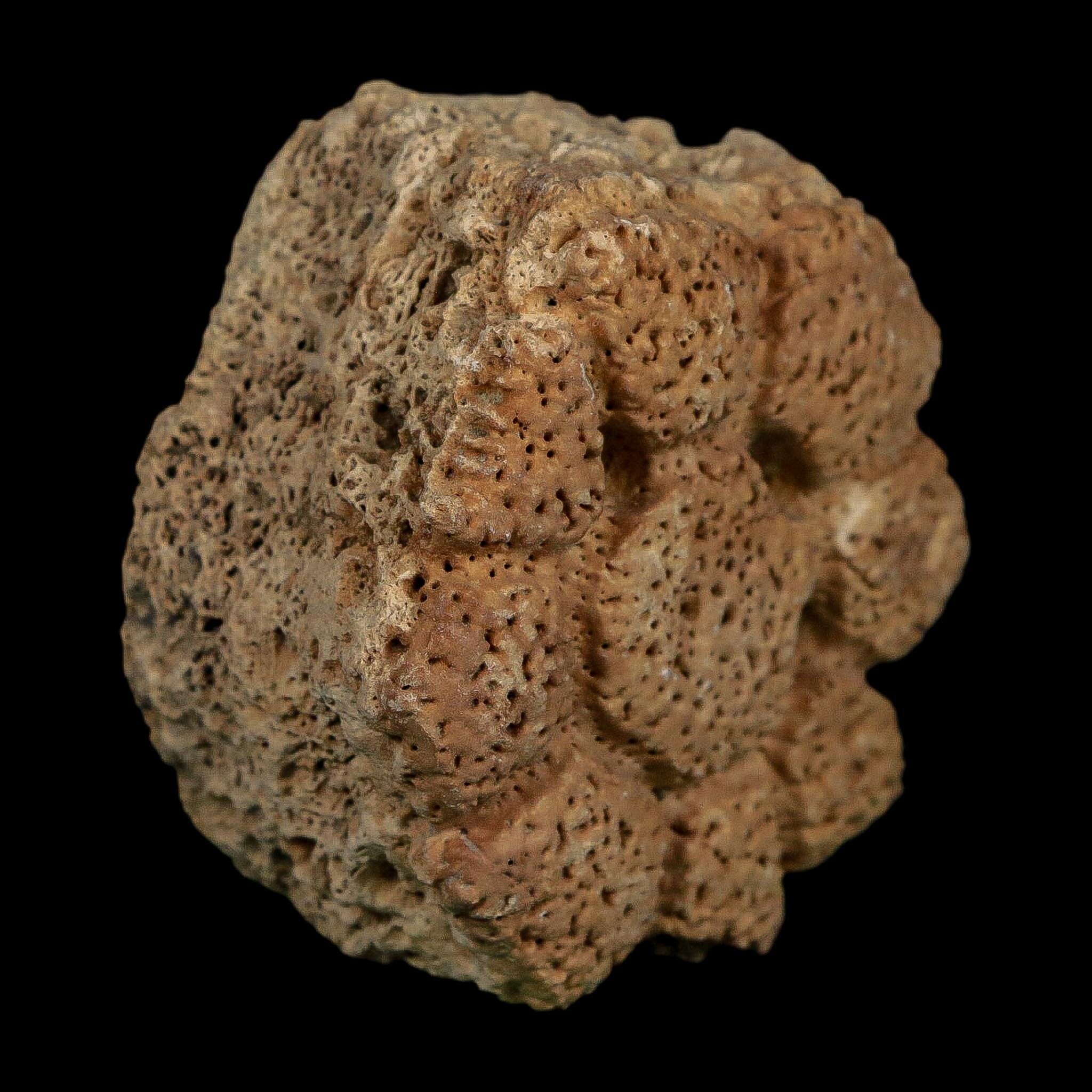 2.3" Glyptodon Fossil Osteoderm Scute Plate Bony Armor Pleistocene Uruguay COA - Fossil Age Minerals