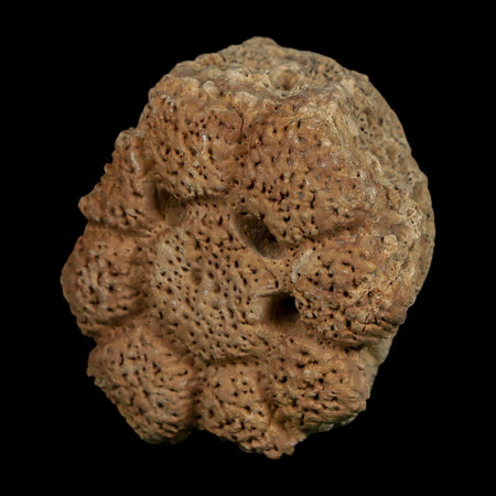 2.3" Glyptodon Fossil Osteoderm Scute Plate Bony Armor Pleistocene Uruguay COA