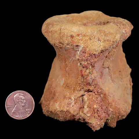 2.5" Rare Spinosaurus Vertebrae Process Fossil Bone Cretaceous Dinosaur Age COA - Fossil Age Minerals