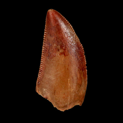 0.8" Abelisaur Serrated Tooth Fossil Cretaceous Age Dinosaur Morocco COA, Display
