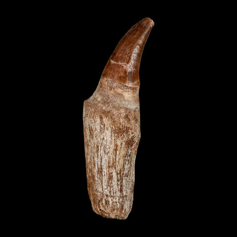 2.8" Mosasaur Eremiasaurus Fossil Tooth Rooted Cretaceous Dinosaur Era COA