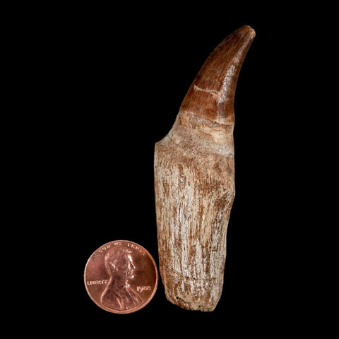 2.8" Mosasaur Eremiasaurus Fossil Tooth Rooted Cretaceous Dinosaur Era COA