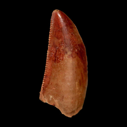 0.8" Abelisaur Serrated Tooth Fossil Cretaceous Age Dinosaur Morocco COA, Display
