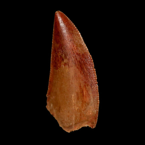 0.8" Abelisaur Serrated Tooth Fossil Cretaceous Age Dinosaur Morocco COA, Display