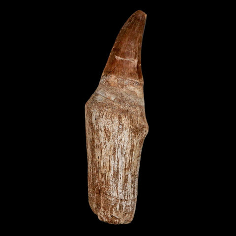 2.8" Mosasaur Eremiasaurus Fossil Tooth Rooted Cretaceous Dinosaur Era COA