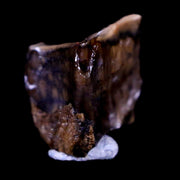 0.3" Corythosaurus Fossil  Tooth Judith River FM MT Cretaceous Dinosaur COA, Display