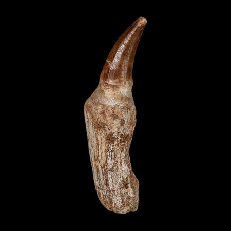 2.8" Mosasaur Eremiasaurus Fossil Tooth Rooted Cretaceous Dinosaur Era COA