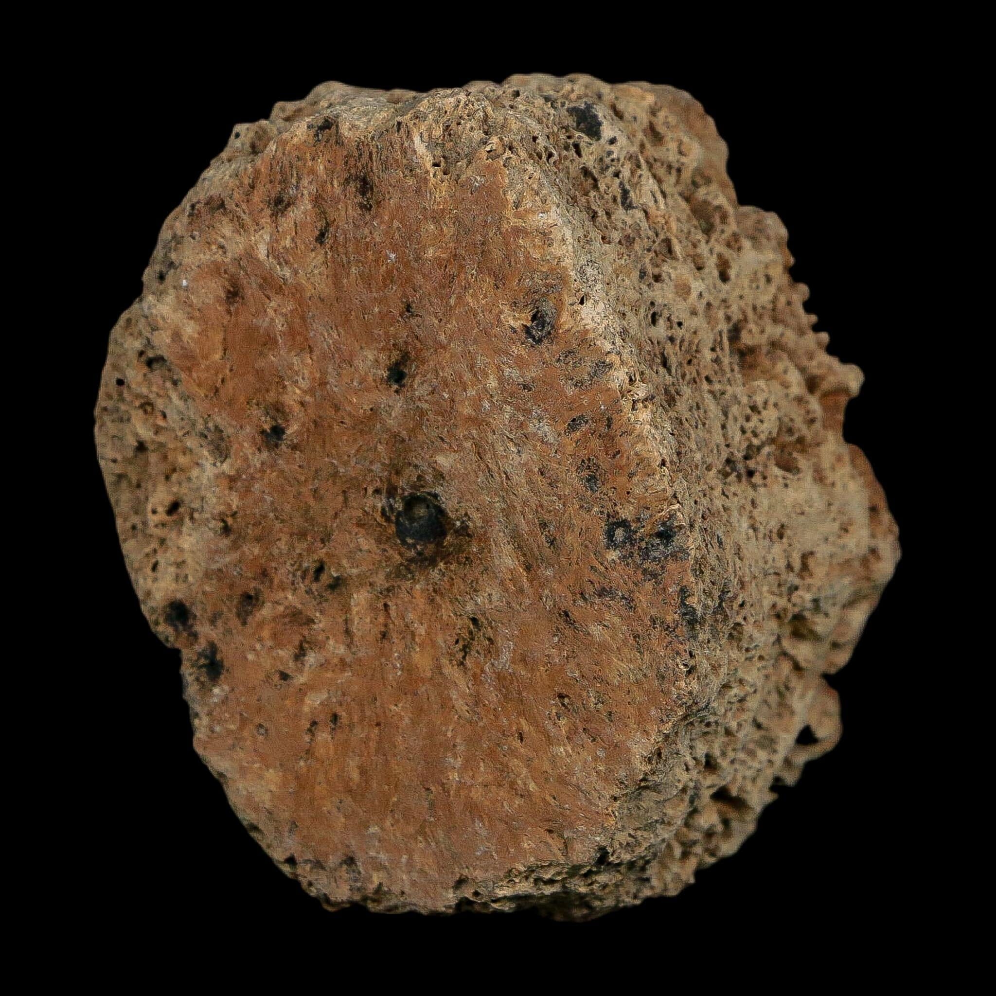 2.3" Glyptodon Fossil Osteoderm Scute Plate Bony Armor Pleistocene Uruguay COA - Fossil Age Minerals