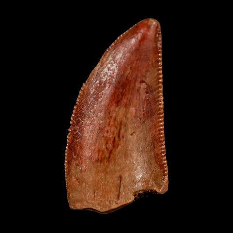 0.8" Abelisaur Serrated Tooth Fossil Cretaceous Age Dinosaur Morocco COA, Display