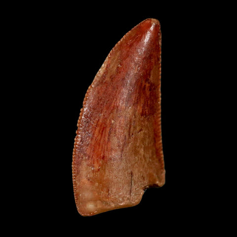 0.8" Abelisaur Serrated Tooth Fossil Cretaceous Age Dinosaur Morocco COA, Display