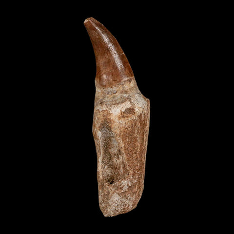 2.8" Mosasaur Eremiasaurus Fossil Tooth Rooted Cretaceous Dinosaur Era COA