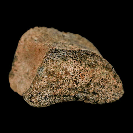 1.1" Hadrosaur Dinosaur Fossil Toe Bone Judith River Formation Montana COA