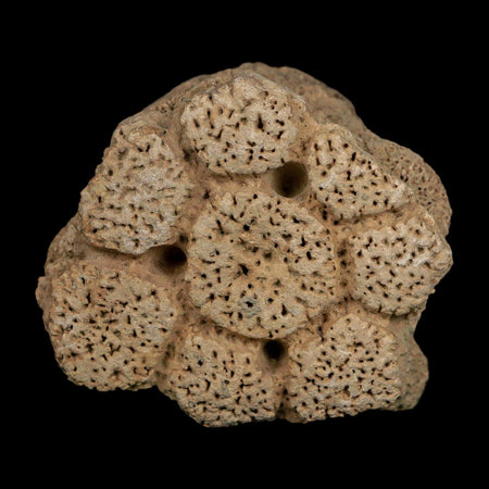 2.6" Glyptodon Fossil Osteoderm Scute Plate Bony Armor Pleistocene Uruguay COA