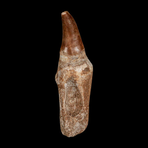 2.8" Mosasaur Eremiasaurus Fossil Tooth Rooted Cretaceous Dinosaur Era COA