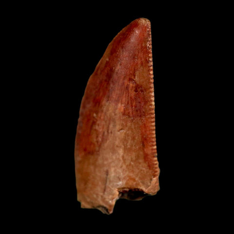 0.8" Abelisaur Serrated Tooth Fossil Cretaceous Age Dinosaur Morocco COA, Display