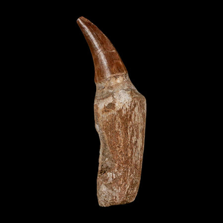 2.8" Mosasaur Eremiasaurus Fossil Tooth Rooted Cretaceous Dinosaur Era COA