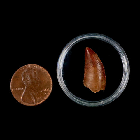 0.8" Abelisaur Serrated Tooth Fossil Cretaceous Age Dinosaur Morocco COA, Display