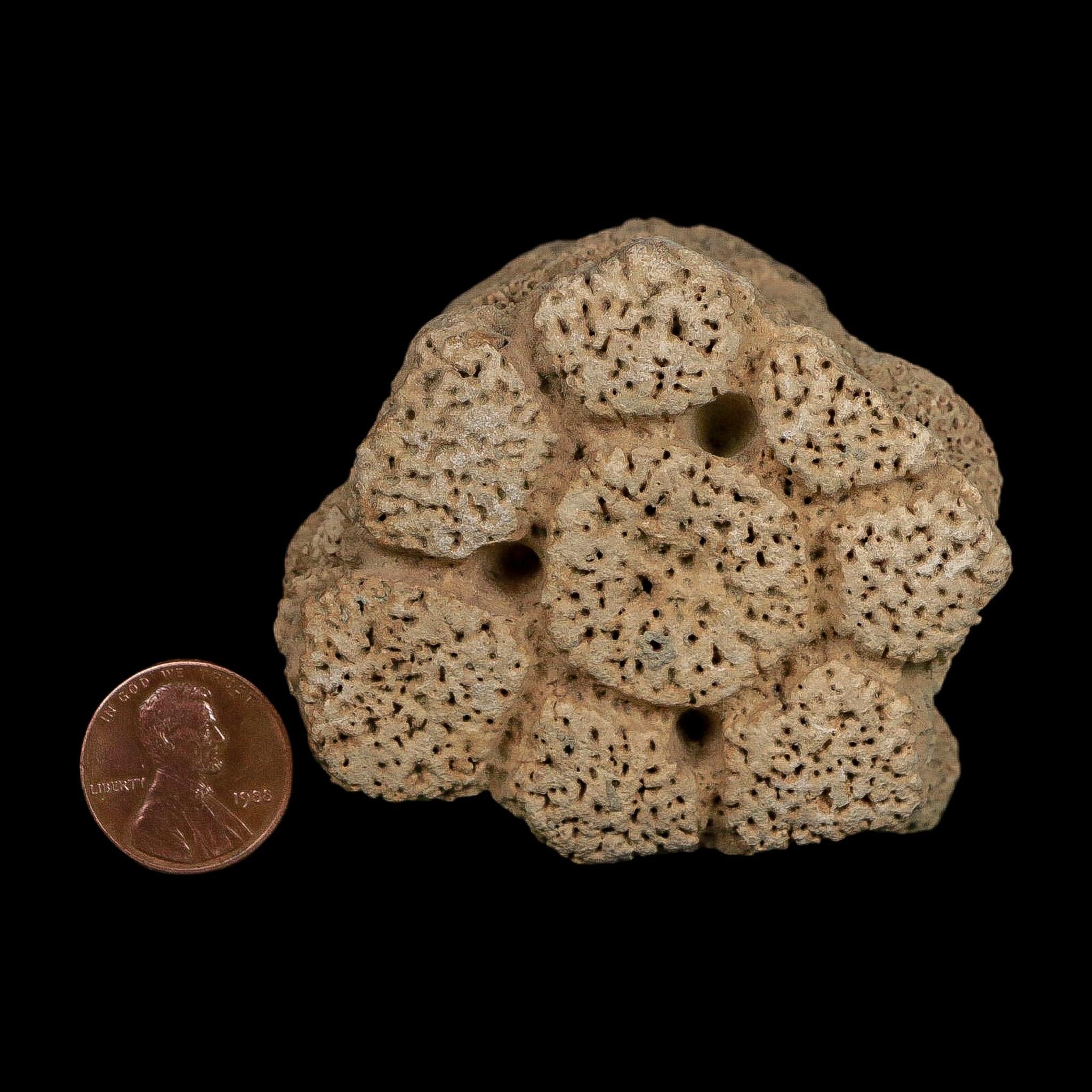 2.6" Glyptodon Fossil Osteoderm Scute Plate Bony Armor Pleistocene Uruguay COA - Fossil Age Minerals