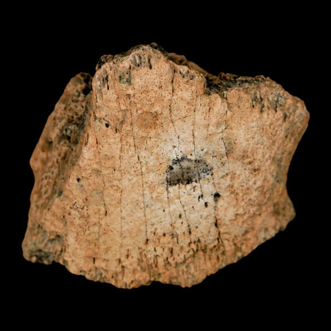1.4" Pachycephalosaurus Fossil Ungual Bone Montana Cretaceous Dinosaur COA - Fossil Age Minerals