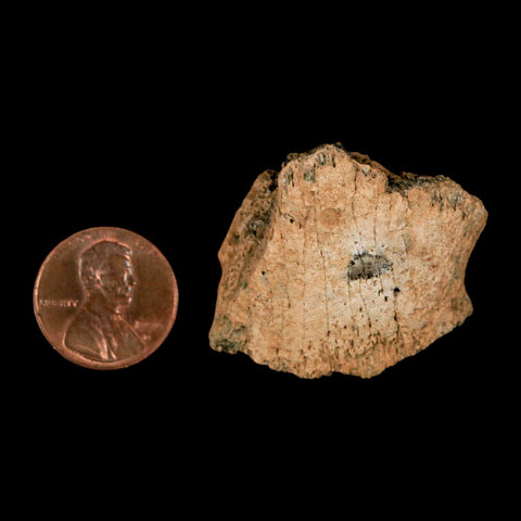 1.4" Pachycephalosaurus Fossil Ungual Bone Montana Cretaceous Dinosaur COA - Fossil Age Minerals