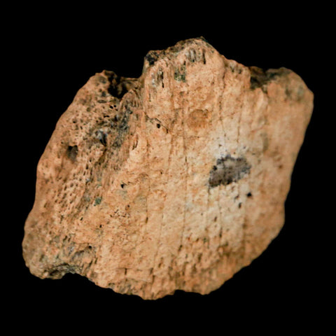1.4" Pachycephalosaurus Fossil Ungual Bone Montana Cretaceous Dinosaur COA - Fossil Age Minerals