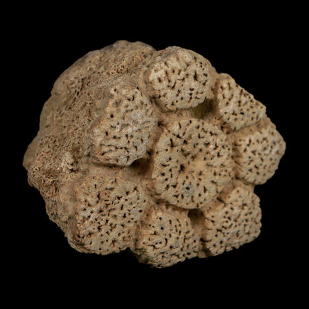 2.6" Glyptodon Fossil Osteoderm Scute Plate Bony Armor Pleistocene Uruguay COA