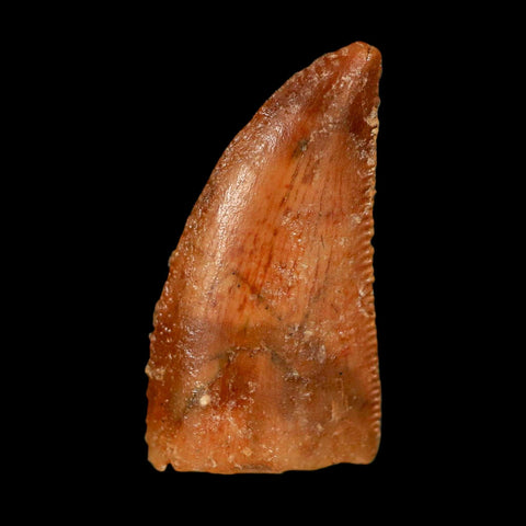 0.8" Abelisaur Serrated Tooth Fossil Cretaceous Age Dinosaur Morocco COA, Display