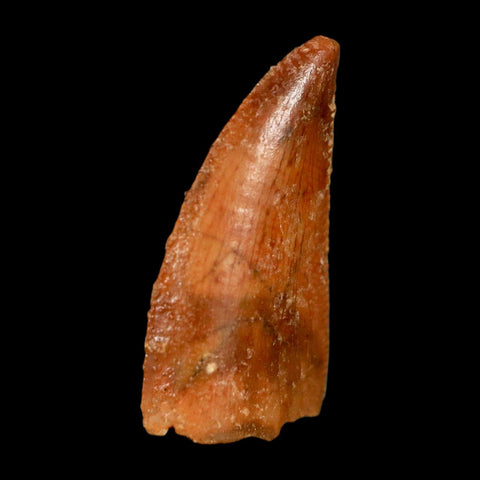 0.8" Abelisaur Serrated Tooth Fossil Cretaceous Age Dinosaur Morocco COA, Display