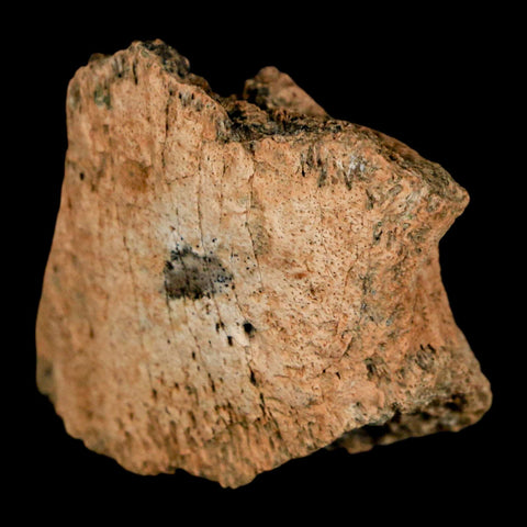 1.4" Pachycephalosaurus Fossil Ungual Bone Montana Cretaceous Dinosaur COA - Fossil Age Minerals