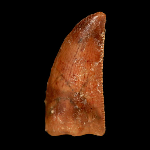 0.8" Abelisaur Serrated Tooth Fossil Cretaceous Age Dinosaur Morocco COA, Display